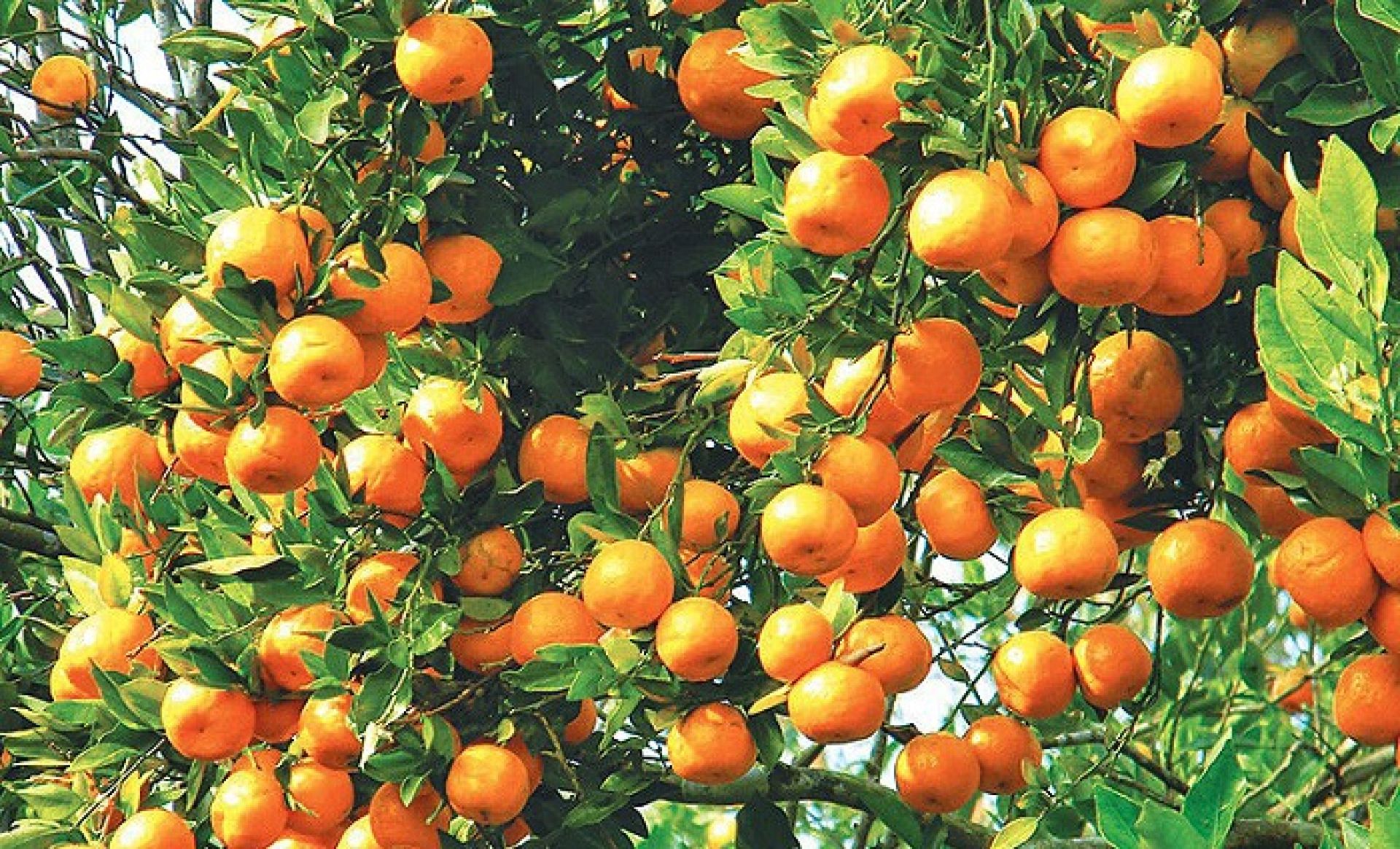 इलाममा उदाहरणीय बन्यो किसान चापागाईको सुन्तला बगान, दश लाखकाे आम्दानी